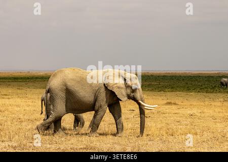 Grand éléphant d'Afrique marchant dans les prairies sèches du parc national d'Amboseli au Kenya Banque D'Images