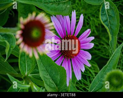 Vibrante coneflower violette fleurissant dans un jardin encadré de feuilles vertes (échinacée) Banque D'Images
