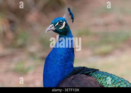 Portrait de Peacock mâle de peafowl indien avec plumage iridescent Banque D'Images
