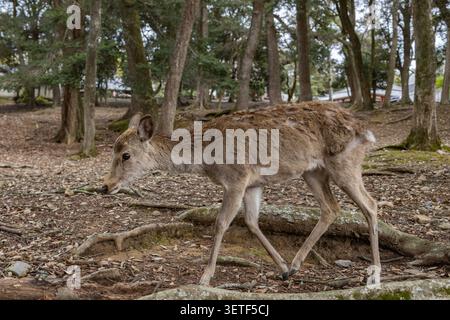 Cerf Sika marchant à travers une forêt près du temple Todaiji dans le parc de Nara, Nara, Japon. Banque D'Images