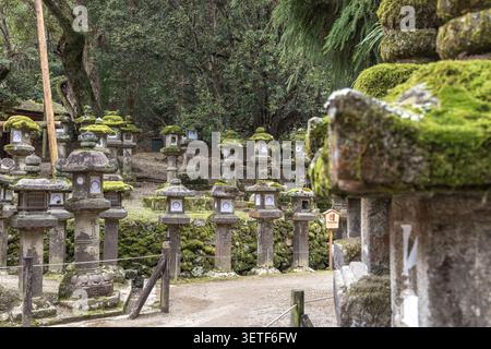 Rangées de lanternes en pierre couvertes de mousse parmi les arbres sur l'approche du sanctuaire Kasugataisha à Nara, au Japon. Banque D'Images