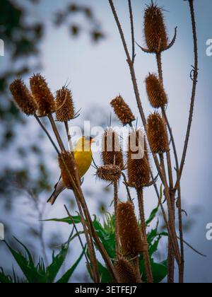 Oiseau d'or américain perché sur une plante de tête de graines de teasel séchée dans la nature sauvage d'automne Banque D'Images
