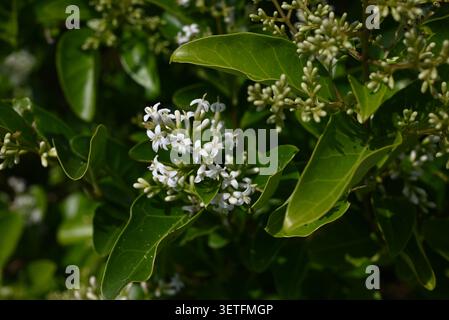 Privé luisant (Ligustrum lucidum). Oleaceae à feuilles persistantes. La différence avec Ligustrum japonicum est que les nervures des feuilles sont visibles, les baies sont sphériques. Banque D'Images