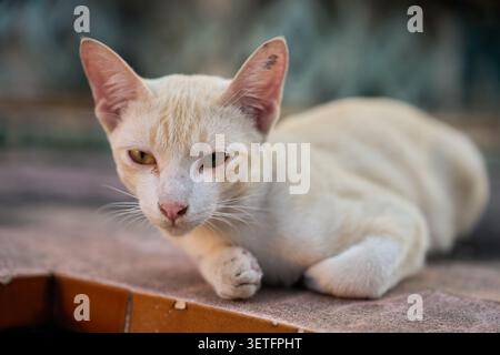 Chat du temple dans le complexe bouddhiste de Wat Pho, Bangkok, Thaïlande, 31 janvier 2025 Banque D'Images