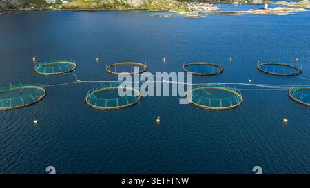 Vue aérienne des cages de pisciculture circulaires organisées dans les eaux bleues profondes des Lofoten, Norvège. Les bouées et les filets dorés contiennent la pisciculture Banque D'Images