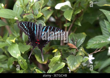 Exotique Black Swordtail Butterfly (Graphium colonna) affichant ses rayures turquoises vives et ses longues queues élégantes sur de riches arbustes verts. Banque D'Images
