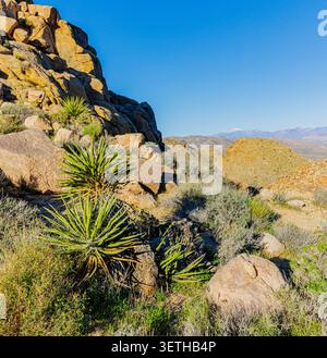 Lumière du matin sur Granite Cliffs et Mojave Yucca Cactus sur le sentier Maze Loop, Joshua Tree National Park, Californie, États-Unis Banque D'Images