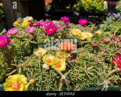 Une vue de fleurs de l'heure heureuse de la rose moussue. Banque D'Images