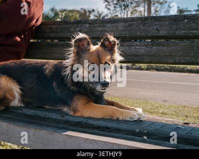 Petit chien repose sur un banc en bois. Sa fourrure est brune et noire. Une oreille se lève, l'autre flops. Le chien regarde directement la caméra, calme et aler Banque D'Images