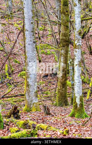 Cerf sauvage debout parmi les troncs d'arbres moussues et les feuilles tombées dans une forêt tempérée. Scène de nature sauvage verticale avec branches, sous-bois et autu Banque D'Images
