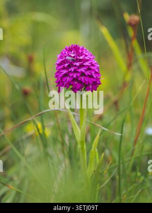 Une orchidée pyramidale 'Anacamptis pyramidalis' en pleine floraison Banque D'Images