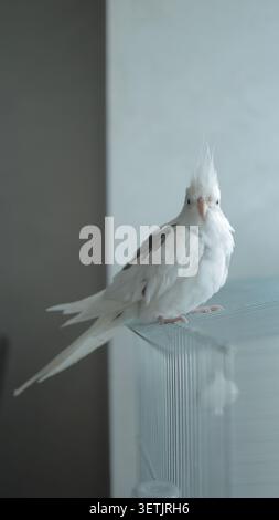 Joli oiseau de cockatiel blanc assis sur un support transparent vue latérale vue verticale. JPG Banque D'Images