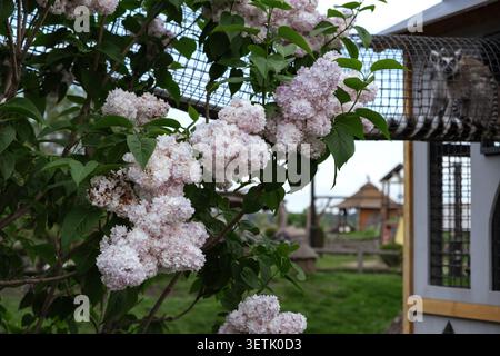 Gros plan de fleurs de lilas en fleurs avec des feuilles vertes au premier plan, avec un fond flou d'un plan d'eau. Syringa vulgaris beauté de Banque D'Images