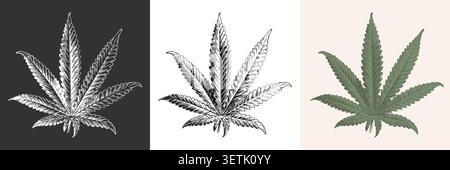 Icône vintage cannabis. Croquis de style noir, blanc et coloré marijuana de mauvaises herbes de feuilles Illustration de Vecteur