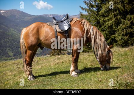 Cheval de châtaignier sellé paissant dans la prairie des Carpates. Cheval châtaignier avec une selle noire pèle dans un pré de montagne ensoleillé, avec ukrainien lointain Banque D'Images