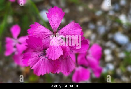 Groupe de fleurs roses chartreuses de couleur rose vif dans la nature suisse Banque D'Images