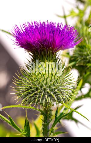 Un chardon-lance violet vif (Cirsium vulgare) en pleine floraison, ses éclatants fleurissent magenta couronnant une bractée verte épineuse. Poils fins et épine tranchante Banque D'Images