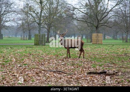 Cerf rouge dans Bushy Park, un parc royal à Teddington, ouest de Londres, Royaume-Uni Banque D'Images