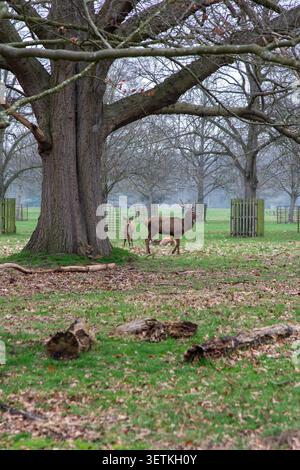 Cerf rouge et fait sous un vieux chêne dans Bushy Park, un parc royal à Teddington, ouest de Londres, Royaume-Uni Banque D'Images