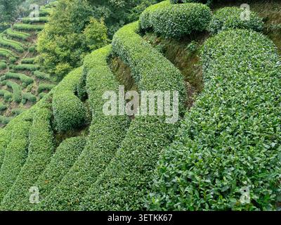 Les buissons de thé vert créent des formes géométriques fluides à travers les collines cultivées Banque D'Images