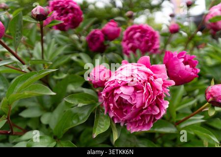 Fleurs luxuriantes de pivoine à divers stades de floraison entourées de feuillage vert Banque D'Images