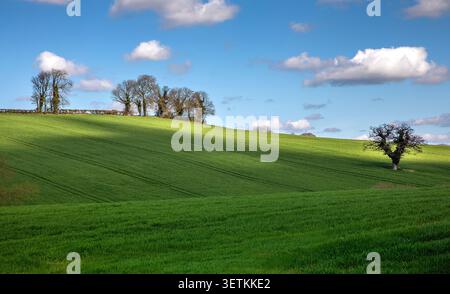 Collines ondulantes sous un ciel bleu et nuages dérivants à travers la campagne anglaise verdoyante lors d'une soirée d'été calme Banque D'Images