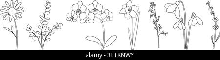 Dessins élégants de diverses fleurs, y compris Marguerite, orchidée, jonquille, lis de la vallée, goutte de neige, eucalyptus Illustration de Vecteur