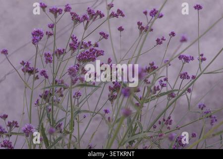 Gros plan de délicates fleurs sauvages violettes poussant dans un pré naturel avec une mise au point douce et des tons pastel. Scène botanique rêveuse mettant en vedette de petites fleurs, Banque D'Images