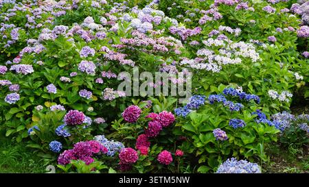 Saison des pluies Romance : les différentes hortensias de la mousson du Japon, les variétés et les couleurs vibrantes de juin dans la saison des hortensias du Japon Banque D'Images