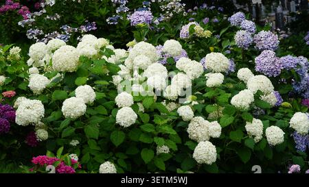 Saison des pluies Romance : les différentes hortensias de la mousson du Japon, les variétés et les couleurs vibrantes de juin dans la saison des hortensias du Japon Banque D'Images
