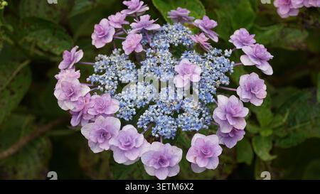 Saison des pluies Romance : les différentes hortensias de la mousson du Japon, les variétés et les couleurs vibrantes de juin dans la saison des hortensias du Japon Banque D'Images