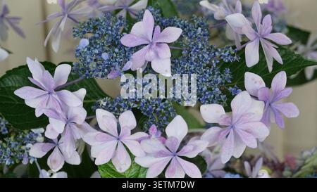 Saison des pluies Romance : les différentes hortensias de la mousson du Japon, les variétés et les couleurs vibrantes de juin dans la saison des hortensias du Japon Banque D'Images