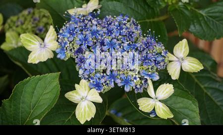 Saison des pluies Romance : les différentes hortensias de la mousson du Japon, les variétés et les couleurs vibrantes de juin dans la saison des hortensias du Japon Banque D'Images