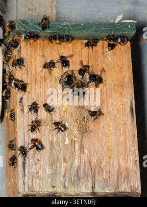 Colonie de bourdons d'arbres, Bombus hypnorum, dans une boîte à oiseaux de jardin. Les mâles et les abeilles ouvrières sont en éventail à l'entrée pour refroidir le nid. Banque D'Images
