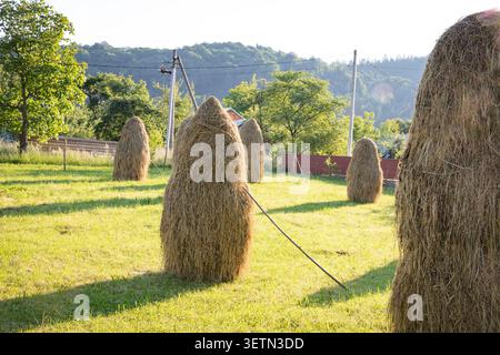 Haystacks traditionnel debout sur Sunny Green Meadow dans un paysage paisible de village de montagne Banque D'Images
