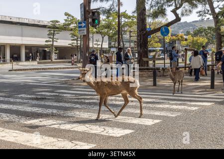 Cerf Sika traversant un passage piéton au parc de Nara alors que des visiteurs attendent à proximité, Nara, Japon. Banque D'Images