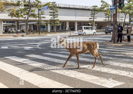Cerf Sika traversant une rue urbaine à un passage piéton marqué au Nara Park, Nara, Japon. Banque D'Images