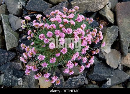 Sea Thrift (Armeria maritima) poussant sur un brise-lames rocheux dans la zone portuaire, North Uist, Hébrides extérieures, Îles occidentales, Écosse, mai Banque D'Images