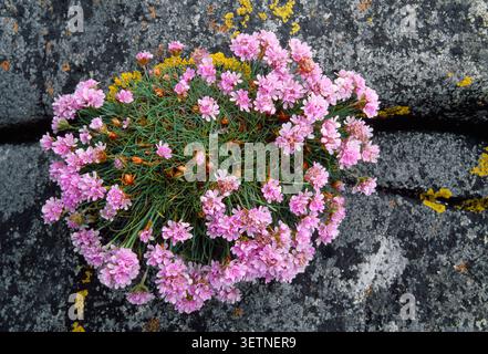 Sea Thrift (Armeria maritima) en fleur et poussant à partir de crevasses dans la roche près de la rive de la mer, Noth Uist, Hébrides extérieures, Écosse, mai Banque D'Images