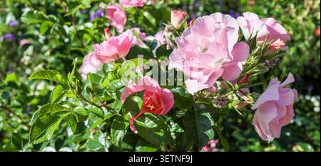 Roses roses rose pâle fleurissant dans un jardin avec un feuillage vert luxuriant qui les entoure Banque D'Images