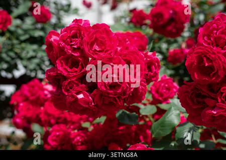 Gros plan d'un groupe luxuriant de roses de jardin rouges éclatantes qui fleurissent sur un buisson dans un jardin d'été. Belles fleurs roses floribunda rouges gros plan, p Banque D'Images