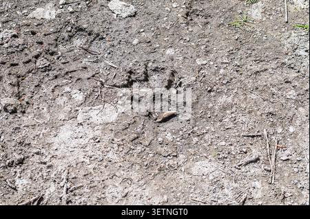 Empreintes de pattes animales visibles dans la saleté sèche et la surface du sol en gravier. Banque D'Images