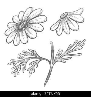 Ensemble de camomille, de fleurs et de feuilles dasy illustration graphique vectorielle pour la conception florale. Herbes médicinales pour l'emballage apothicaire. Dessiné à la main Illustration de Vecteur