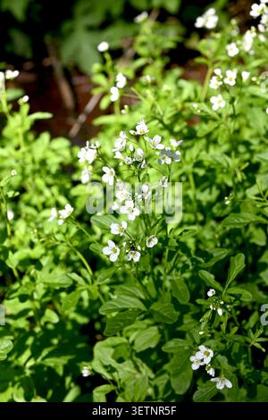 Fleurs blanches fraîches de Cardamine amara, connu sous le nom de grand cresson amer, poussant dans une zone humide près d'une rive de rivière au printemps. Banque D'Images