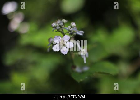 Fleur de mûre sauvage en gros plan Banque D'Images