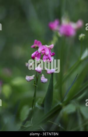 Plante de pois plate (Lathyrus sylvestris) Banque D'Images