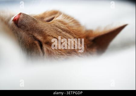 Gros plan macro d'un chat gingembre endormi reposant confortablement sur une surface douce, avec un nez rose, les yeux fermés et une fourrure orange chaude. Le Banque D'Images