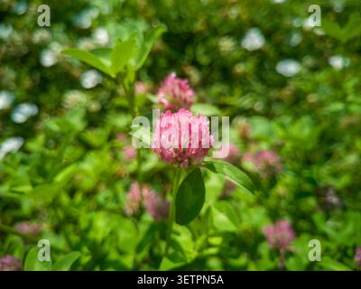 Fleur de trèfle rouge fleurie avec fond bokeh doux, gros plan de fleur rose de Trifolium pratense dans une prairie ensoleillée. Banque D'Images