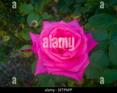 Vue de dessus d'une rose rose rose vibrante en pleine floraison, belle tête de rose de jardin magenta avec un petit bourgeon de fleur dans le feuillage vert. Banque D'Images