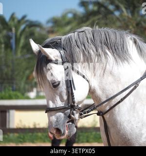 Profil rapproché d'un cheval blanc avec bride à l'extérieur Une vue de profil latérale détaillée d'un beau cheval blanc portant une bride classique en cuir noir Banque D'Images